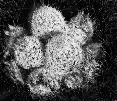 Güneybatı Nevada 'da filizlenen altı başlı kaktüs (Ferocactus wislizenii)..