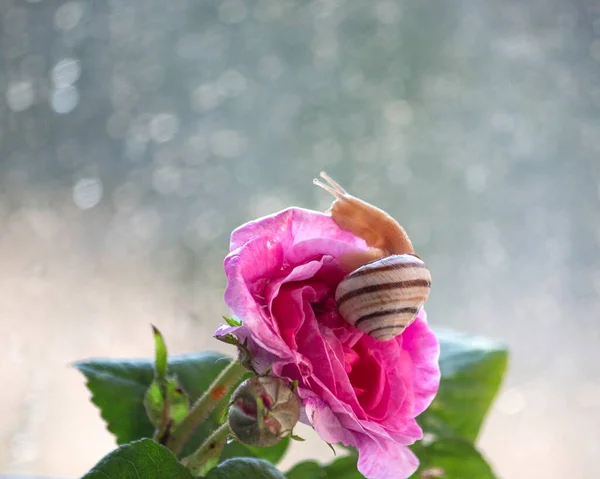 玫瑰花上的小蜗牛特写 — 图库照片