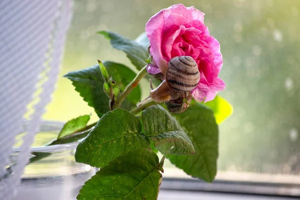 Mały Ślimak Kwiatach Róży Zbliżenie — Zdjęcie stockowe