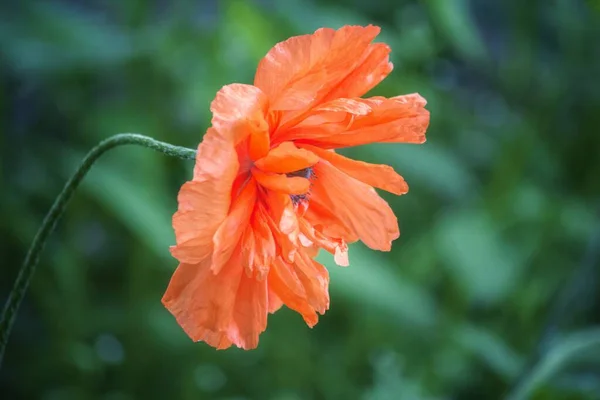 Czerwony Mak Kwiat Ogrodzie — Zdjęcie stockowe