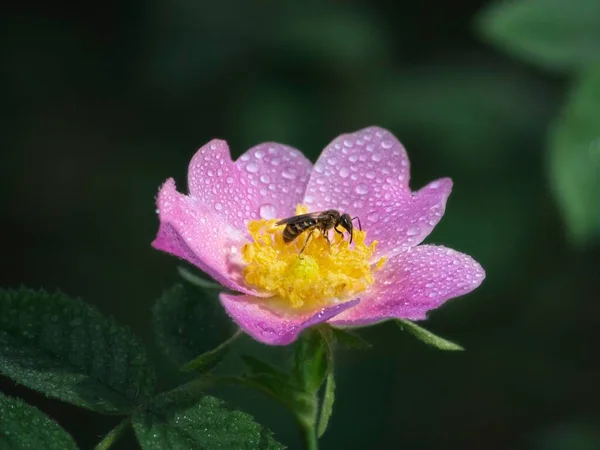 Μέλισσα Ροζ Λουλούδι Closeup — Φωτογραφία Αρχείου