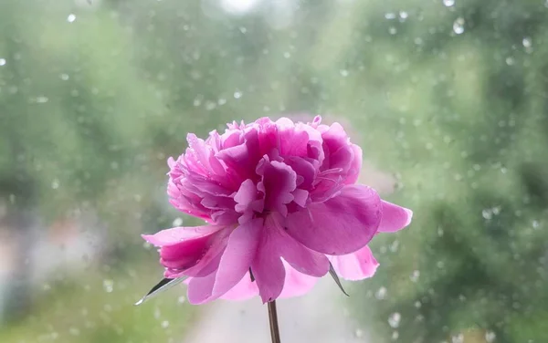 Rosa Peonía Flor Primer Plano Fondo Ventana — Foto de Stock