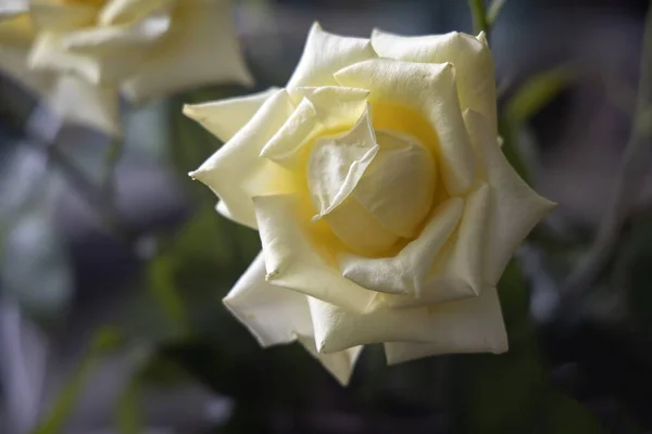 Piękna Róża Ogrodzie Zbliżenie — Zdjęcie stockowe