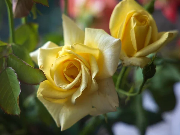 Żółta Róża Ogrodzie Zbliżenie — Zdjęcie stockowe