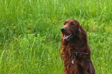 Kızıl İrlandalı Yerleşimci çimenlerde yürüyor