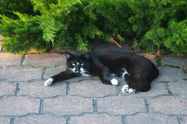 Czarno Biały Kot Leży Pod Jałowcem — Zdjęcie stockowe