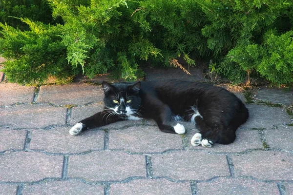 Chat Noir Blanc Trouve Sous Genévrier — Photo