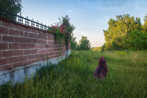 Red Irish Setter Camina Hierba —  Fotos de Stock