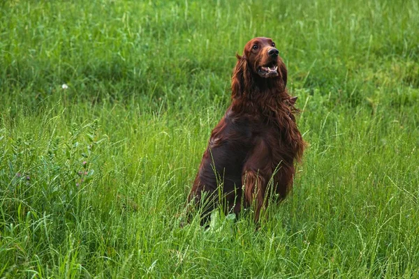 Red Irish Setter Cammina Nell Erba — Foto Stock