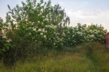 Binanın etrafında çiçek açan bir katalpa sınırı