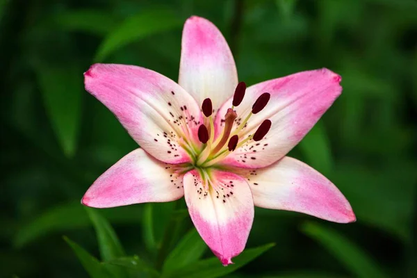 Różowa Lilia Ogrodzie Zbliżenie — Zdjęcie stockowe