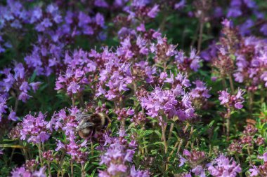 Çiçekli kekik ormanı yaban arısı ile