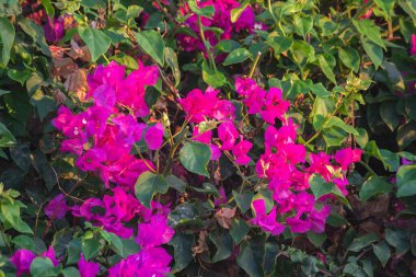 Bahçedeki pembe begonviller.