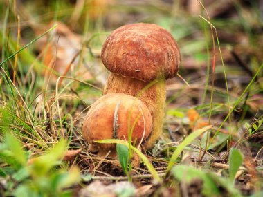 Ormandaki mantarlar yakın plan.