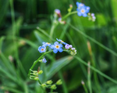  Çiçekli yaz çayırı kapatma.