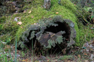 Ormanda yosunlu yaşlı kütük