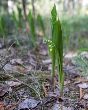 Ormandaki vadi çiçekleri