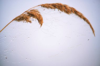 Gökyüzünde örümcek ağıyla kuru otlar