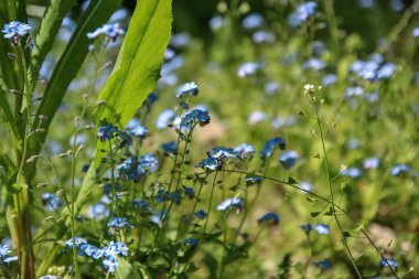 Çiçekli yaz çayırı mı unutma