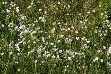 Çimlerde beyaz çiçekler