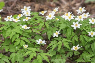 Ormanda bahar beyaz şakayığı çiçekleri