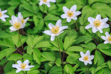  Ormanda bahar beyaz şakayığı çiçekleri