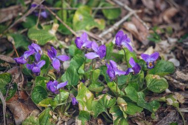 Ormanda bahar kemanı çiçekleri