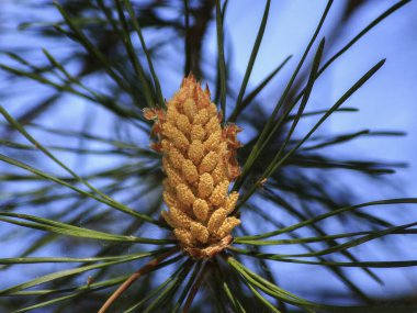 Çam ağacının çiçekli dalları