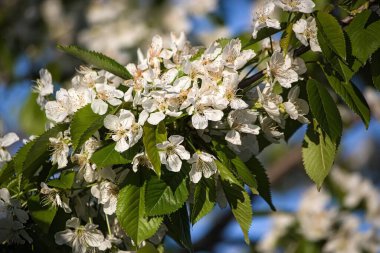 Kiraz ağacının çiçek açan dalı