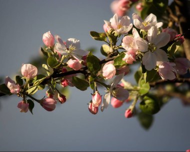 Elma ağacının çiçek açan dalları