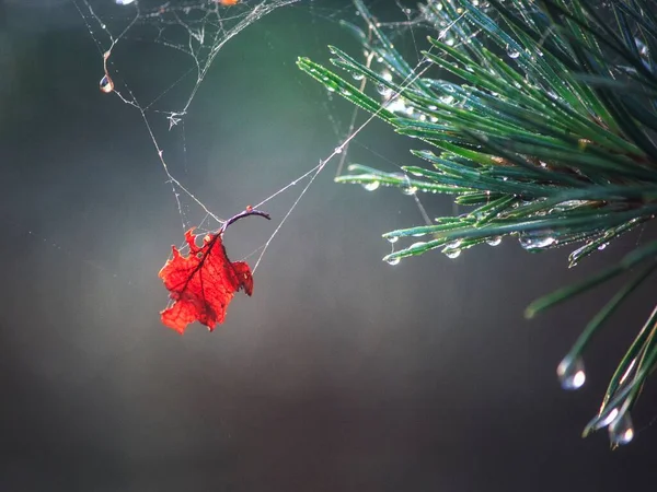 Folha Vermelha Uma Teia Aranha Ramo Pinheiro — Fotografia de Stock