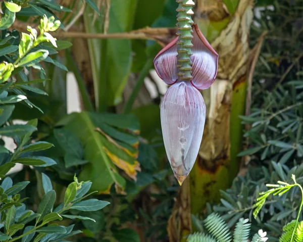 Plátano Flor Primer Plano Jardín Tropical —  Fotos de Stock