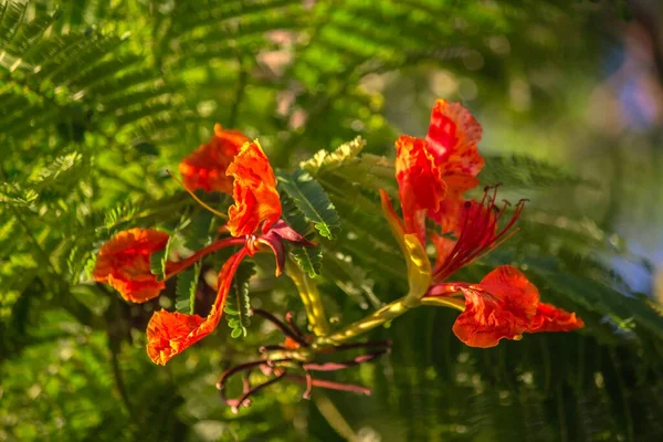 Червоно Жовта Квітка Делонікс Королівський — стокове фото