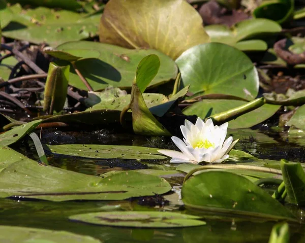 Lírio Água Branca Uma Lagoa Closeup — Fotografia de Stock