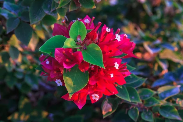 Fleurs Bougainvilliers Roses Dans Jardin — Photo