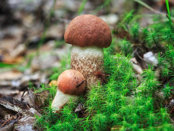 Mushrooms in the forest closeup