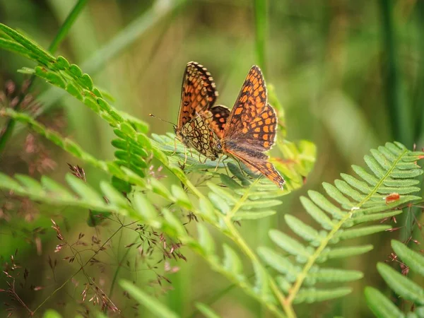 蕨叶上美丽的蝴蝶 — 图库照片