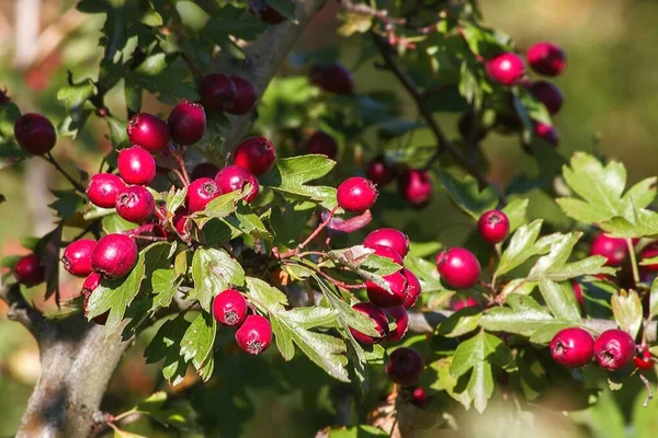 Baies Rouges Aubépine Sur Une Branche — Photo