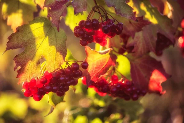 Červené Bobule Viburnum Větvi — Stock fotografie