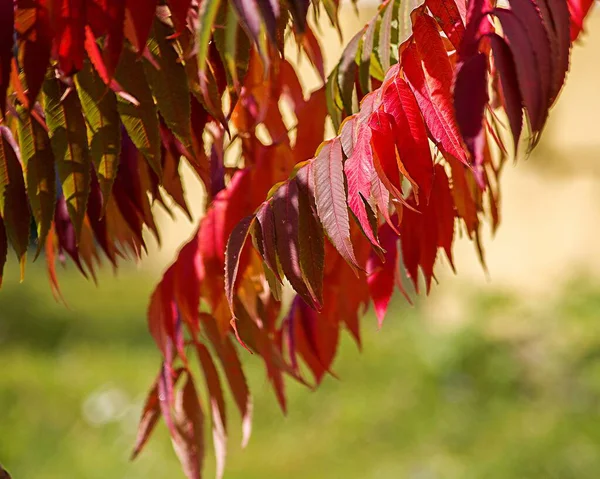 Feuilles Rouges Automne Sur Une Branche — Photo