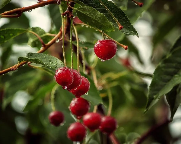 成熟的樱桃 枝上有红色的浆果 — 图库照片