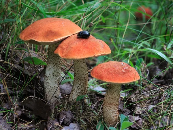 Cogumelos Floresta Closeup — Fotografia de Stock