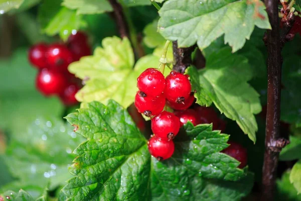 Groseilles Rouges Mûres Sur Buisson — Photo