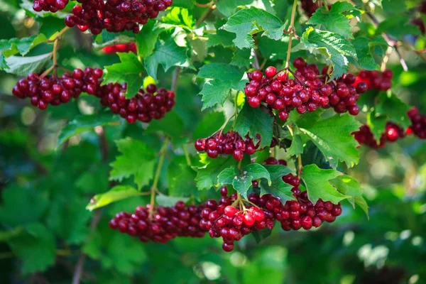 枝条上的红色维伯纳姆浆果 — 图库照片