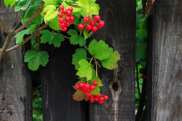 Czerwone Jagody Viburnum Drewnianym Tle Ogrodzenia — Zdjęcie stockowe