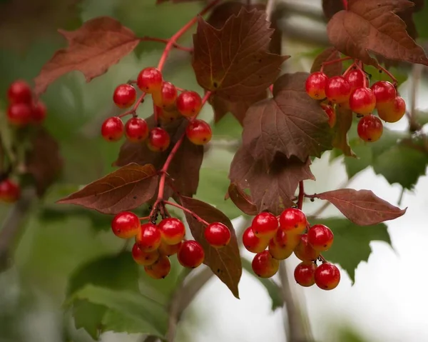 Baies Rouges Viorne Sur Une Branche — Photo