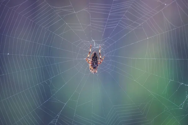 Spider Web Closeup — Φωτογραφία Αρχείου