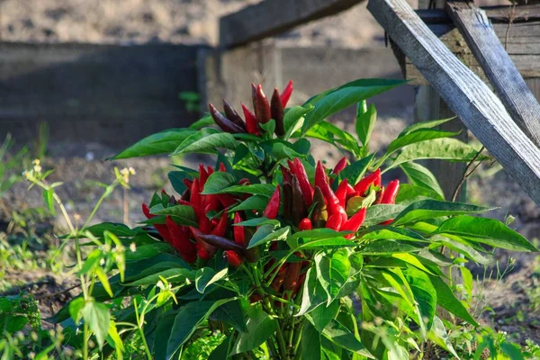 Planta Chile Rojo Cama —  Fotos de Stock