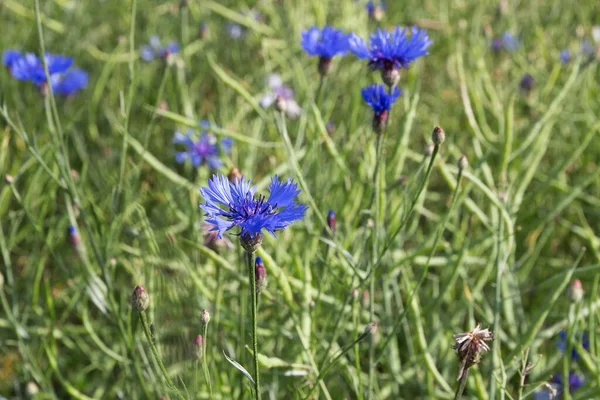 Bleuet Dans Champ Gros Plan — Photo