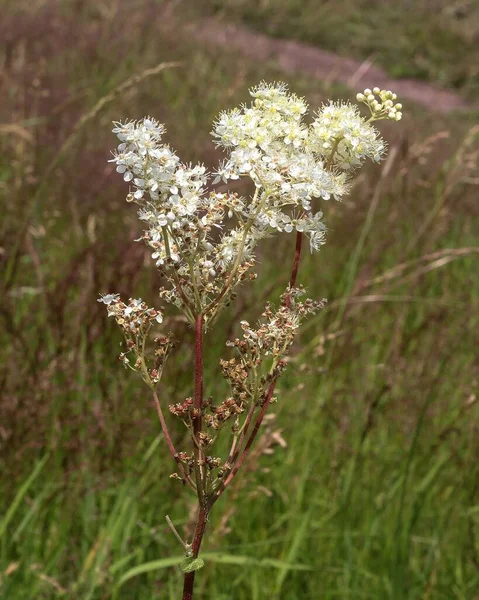 Närbild Vilda Blommor Äng Söt Skogen — Stockfoto